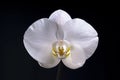 White orchid flower on black background Royalty Free Stock Photo