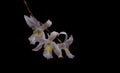 White orchid flower in black and dark background Royalty Free Stock Photo