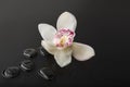 White Orchid with black Zen stones in water with drops Royalty Free Stock Photo