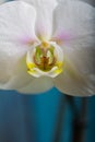 White orchid flower in bloom close up still with yellow stem and pistils and white smooth petals