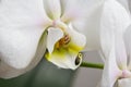 White orchid flower in bloom close up still with yellow stem and smooth white petals