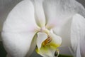 White orchid flower in bloom close up still with yellow stem and smooth white petals