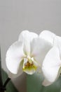 White orchid flower in bloom close up still with yellow stem and smooth white petals