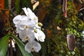 White orchid flower blooming at the garden