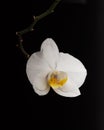 White orchid flower on branch isolated on black background Royalty Free Stock Photo
