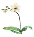 White orchid flower on a branch, watercolor