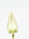 White orchid flower bud with concepts of peace, calm, and luxury