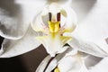 White orchid flower close-up on a dark background. Royalty Free Stock Photo