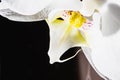 White orchid flower close-up on a dark background. Royalty Free Stock Photo