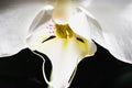 White orchid flower close-up on a dark background. Royalty Free Stock Photo