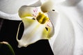 White orchid flower close-up on a dark background. Royalty Free Stock Photo