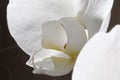 White orchid flower close-up on a dark background. Royalty Free Stock Photo