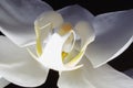 White orchid flower close-up on a dark background. Royalty Free Stock Photo