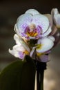 White orchid flower close-up on a dark background. Royalty Free Stock Photo