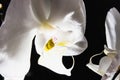 White orchid flower close-up on a dark background Royalty Free Stock Photo