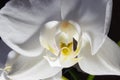White orchid flower close-up on a dark background Royalty Free Stock Photo