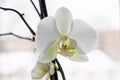 White Orchid Flower Close Up, macro photo Royalty Free Stock Photo