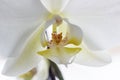 White Orchid Flower Close Up, macro photo Royalty Free Stock Photo