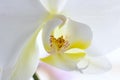 White Orchid Flower Close Up, macro photo Royalty Free Stock Photo