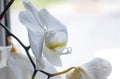 White orchid flower close up, macro photo Royalty Free Stock Photo