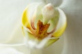 White orchid flower close up macro photo. Sensual photo with orchid for card design Royalty Free Stock Photo