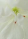 White orchid flower close up shot, vertical photo for stories social networks. . Orchid background for card or invitation, concept Royalty Free Stock Photo