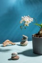 White orchid flower in concrete pot on blue background. Creative still life