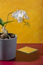 White orchid flower in concrete pot on bright yellow red background. Creative still life