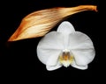 White orchid flower and dry leaf