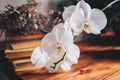 White orchid flower. Flowering houseplant in cozy interior. Home decor.