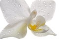 White orchid flower Royalty Free Stock Photo