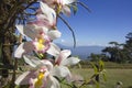 White orchid flower in the garden with blue sky background Royalty Free Stock Photo