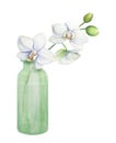 White orchid flower in green vase, bottle. Delicate realistic botanical watercolor hand drawn illustration. Clipart for