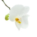 White orchid flower isolated Royalty Free Stock Photo