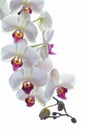 White orchid flower isolated Royalty Free Stock Photo