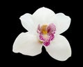 White orchid flower isolated on black background Royalty Free Stock Photo