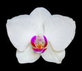 White orchid flower isolated on a black background Royalty Free Stock Photo