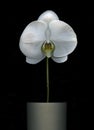 White Orchid flower isolated Royalty Free Stock Photo