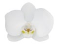 White orchid flower isolated on white background Royalty Free Stock Photo