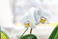 White orchid flower on a light background in creative blur