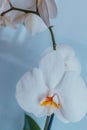 White orchid flower on light blue background, close up. Phalaenopsis orchid of white color for a poster, calendar Royalty Free Stock Photo