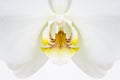 White orchid flower macro detail Royalty Free Stock Photo