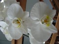 White orchid flower open in closeup