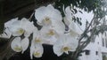 White Orchids Flower Plants Nature Garden Landscape