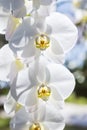 White orchid flower over blurred nature background, outdoor day light Royalty Free Stock Photo