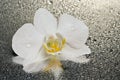 White orchid flower over wet surface