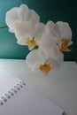 White orchid flower over white table with open agenda on teal background
