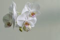 White orchid flower Phalaenopsis on calm light gray background. Close-up of beautiful orchid known as Moth Orchid Royalty Free Stock Photo