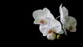 White orchid flower Phalaenopsis isolated on black background. Close-up of beautiful orchid known as Moth Orchid Royalty Free Stock Photo