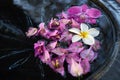 White orchid flower and pink petals float in a bowl of water as a decoration Royalty Free Stock Photo